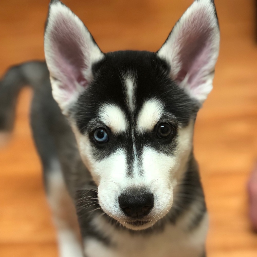 Meet your Posher, KellyBee